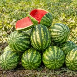Klondike Blue Ribbon Striped Watermelon Seeds - Heirloom Garden Variety