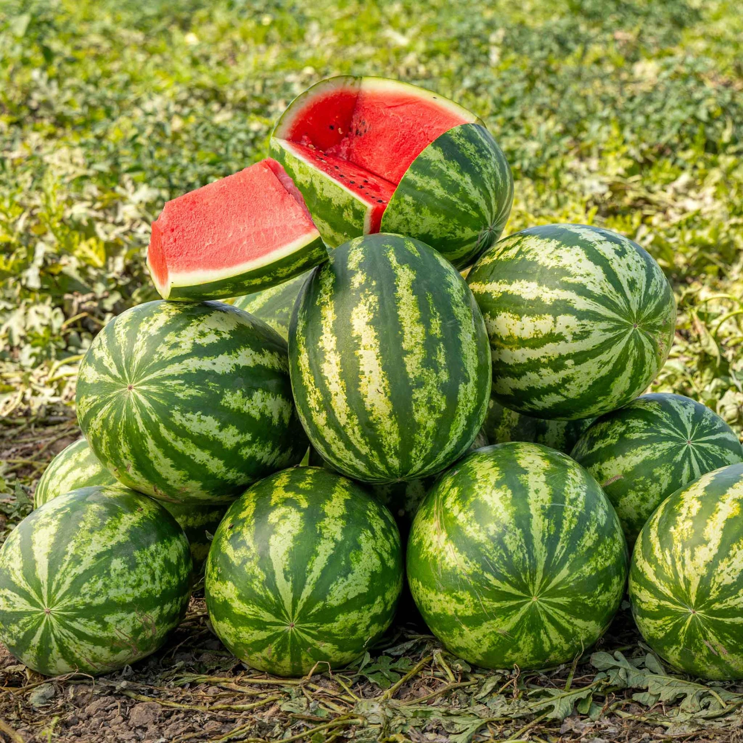 Klondike Blue Ribbon Striped Watermelon Seeds - Heirloom Garden Variety 1 Klondike Blue Ribbon Striped Watermelon Seeds - Heirloom Garden Variety