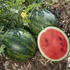 Mini Love Watermelon Seeds - Sweet & Juicy Small Space Icebox Melons