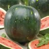Heirloom Moon and Stars Watermelon Seeds for Home Gardening