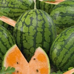 Tendersweet Orange Watermelon Seeds - Sweet Heirloom Orange Flesh Variety