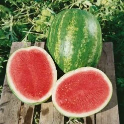 Triple Crown F1 Seedless Watermelon Seeds - Sweet & Crisp Red Flesh