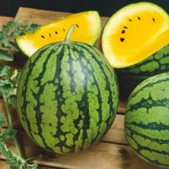Yellow Petite Watermelon Seeds - Compact Heirloom Icebox Variety