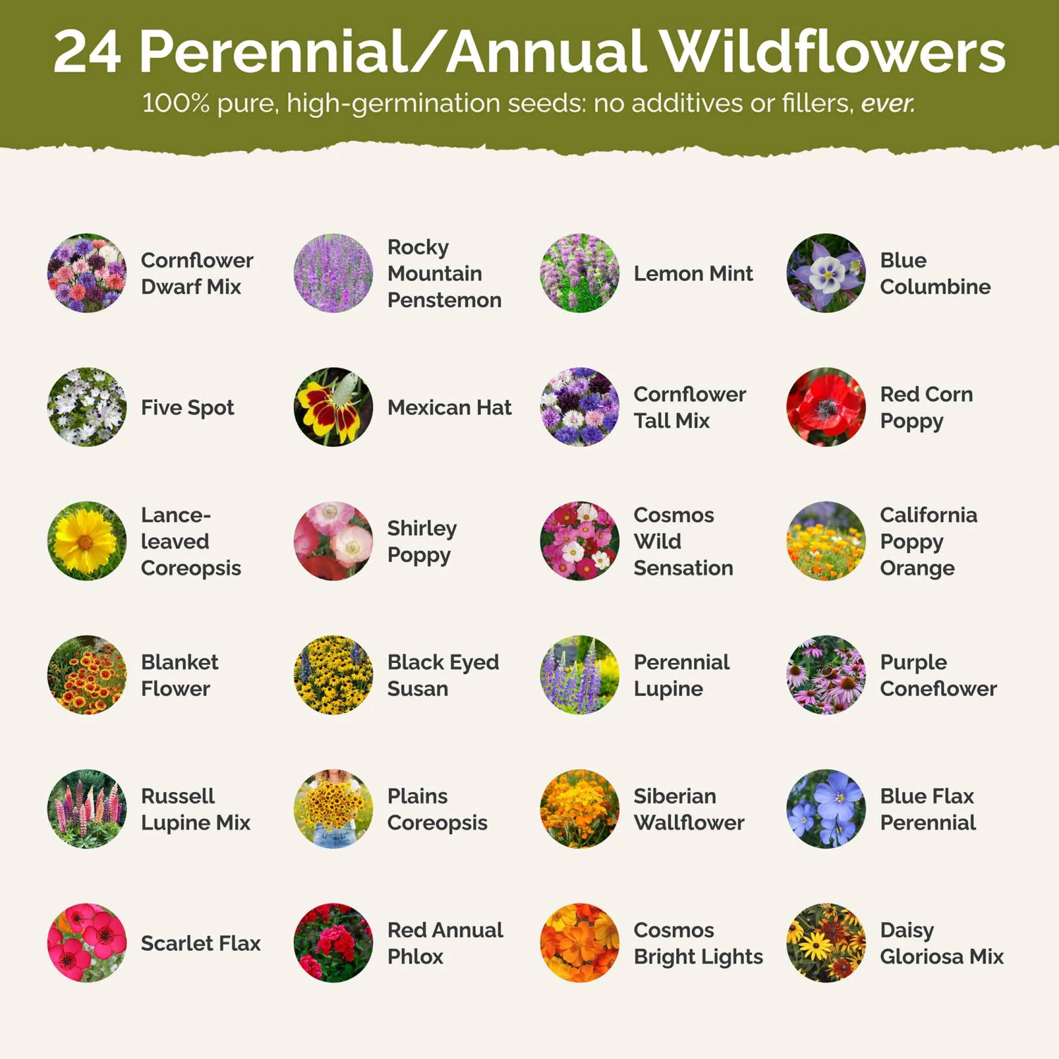 Western Wildflower Seed Mix 3 Western Wildflower Seed Mix - Image 3