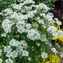 White Lace Flower Seeds for Elegant Summer Bouquets -Eden Brothers Shop white lace flower shk 3