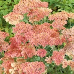 Salmon Beauty Yarrow Roots: Vibrant Perennial Groundcover for Pollinator Gardens