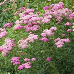 Appleblossom Yarrow Roots - Fragrant Pink Perennial for Sun Gardens -Eden Brothers Shop yarrow appleblossom aly 3