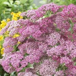 Appleblossom Yarrow Roots - Fragrant Pink Perennial for Sun Gardens -Eden Brothers Shop yarrow appleblossom vis 4