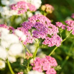 Yarrow Seeds - Colorado Mix -Eden Brothers Shop yarrow colorado mix mac 5
