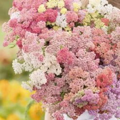 Yarrow Seeds - Colorado Mix -Eden Brothers Shop yarrow colorado mix mar 4