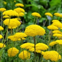 Gold Yarrow Seeds