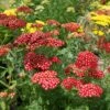 Red Yarrow Seeds