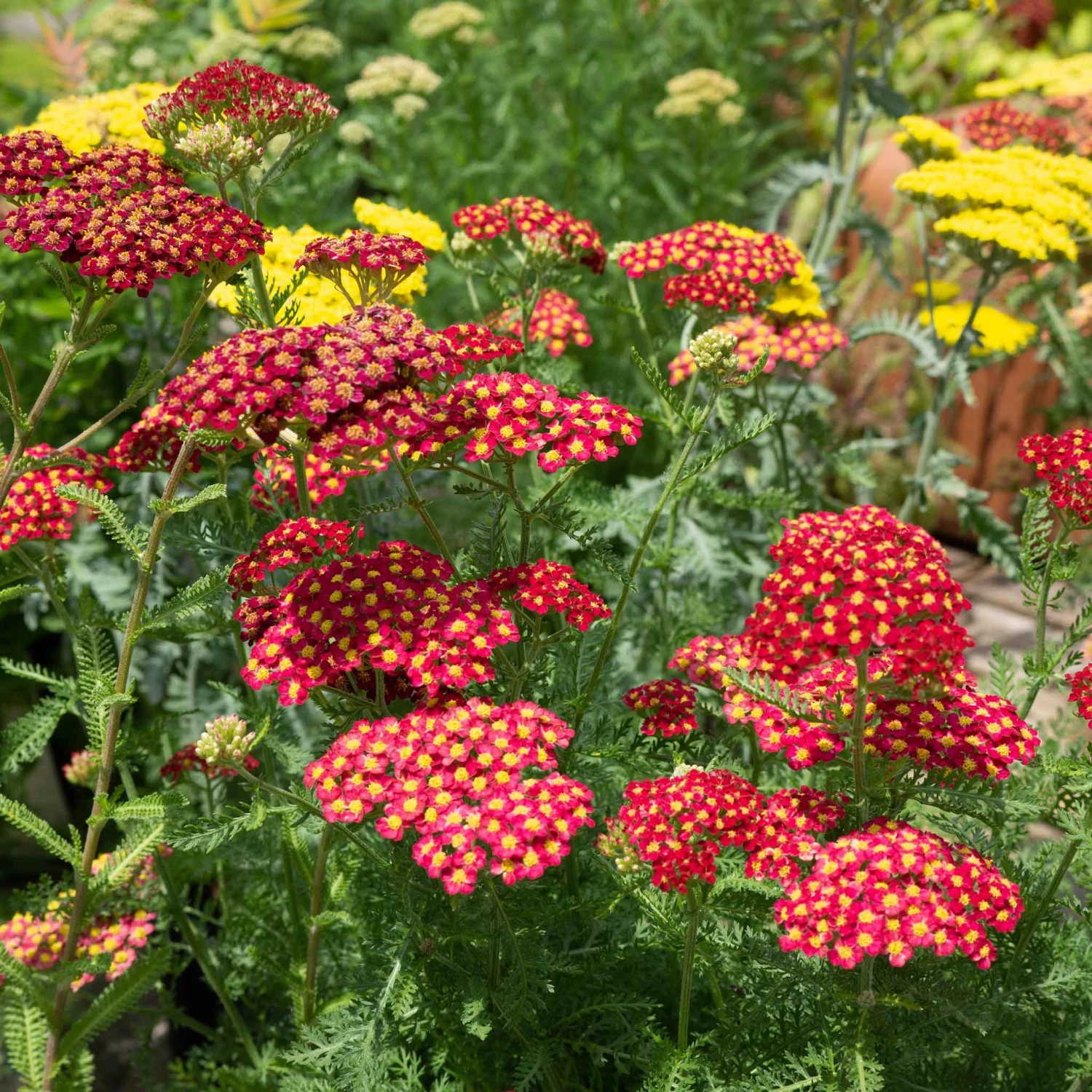 Red Yarrow Seeds 1 Red Yarrow Seeds