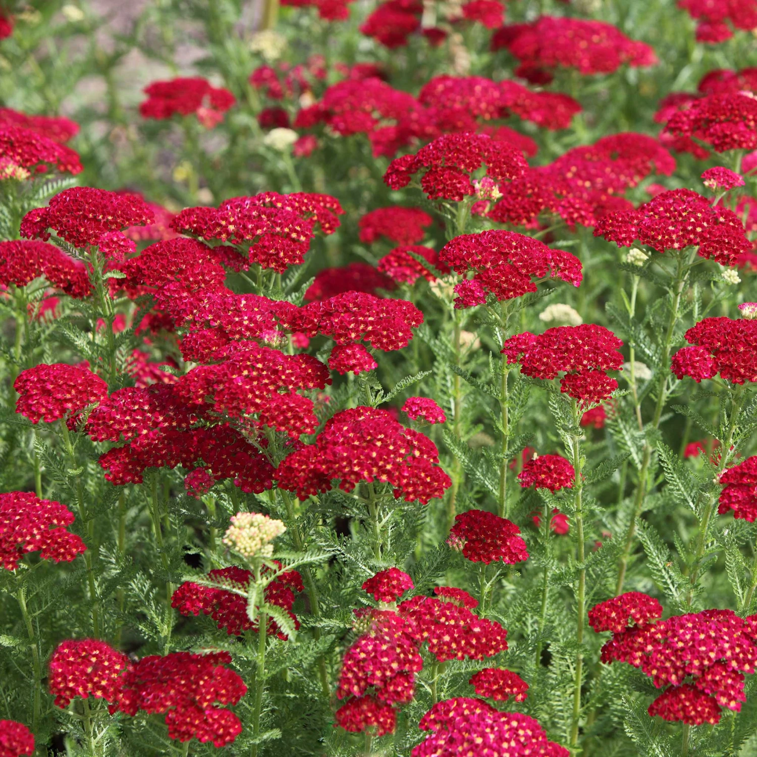 Red Yarrow Seeds 2 Red Yarrow Seeds - Image 2
