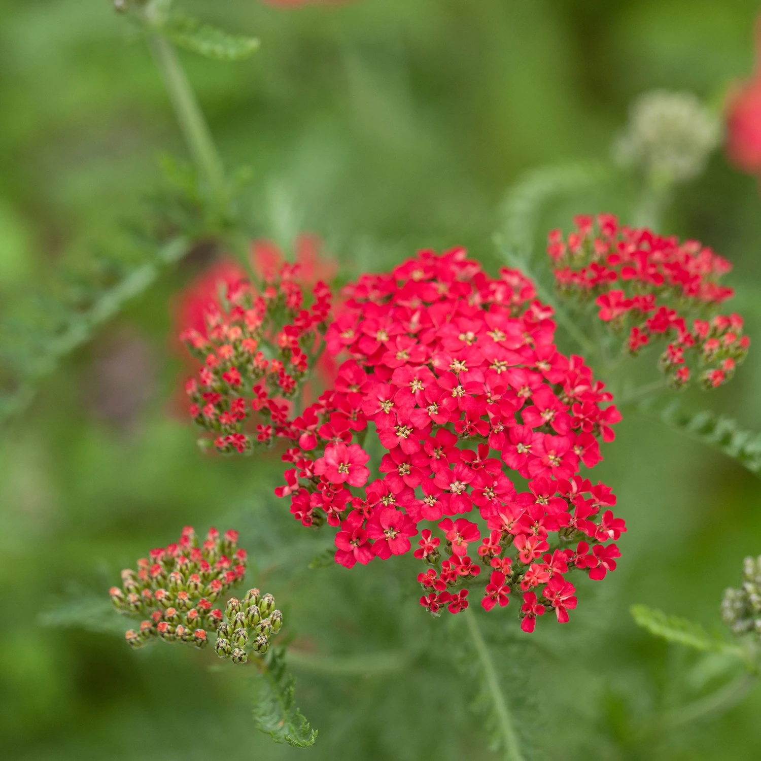 Red Yarrow Seeds 3 Red Yarrow Seeds - Image 3