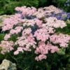 Appleblossom Yarrow Roots - Fragrant Pink Perennial for Sun Gardens