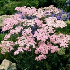 Appleblossom Yarrow Roots - Fragrant Pink Perennial for Sun Gardens