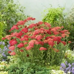 Vibrant Carmine Red Yarrow Roots (Achillea Fanal) for Summer Gardens