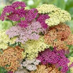 Vibrant Mixed Yarrow Roots – Hardy Multi-Color Perennial Collection
