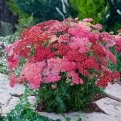 Red Shades Yarrow Perennial Roots - Vibrant Summer Garden Flowers