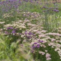 Salmon Beauty Yarrow Roots: Vibrant Perennial Groundcover for Pollinator Gardens -Eden Brothers Shop yarrow salmon beauty shk 5