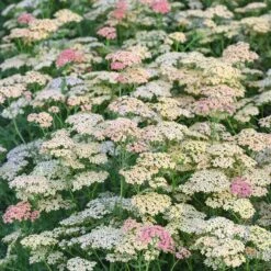 Salmon Beauty Yarrow Roots: Vibrant Perennial Groundcover for Pollinator Gardens -Eden Brothers Shop yarrow salmon beauty vis 4