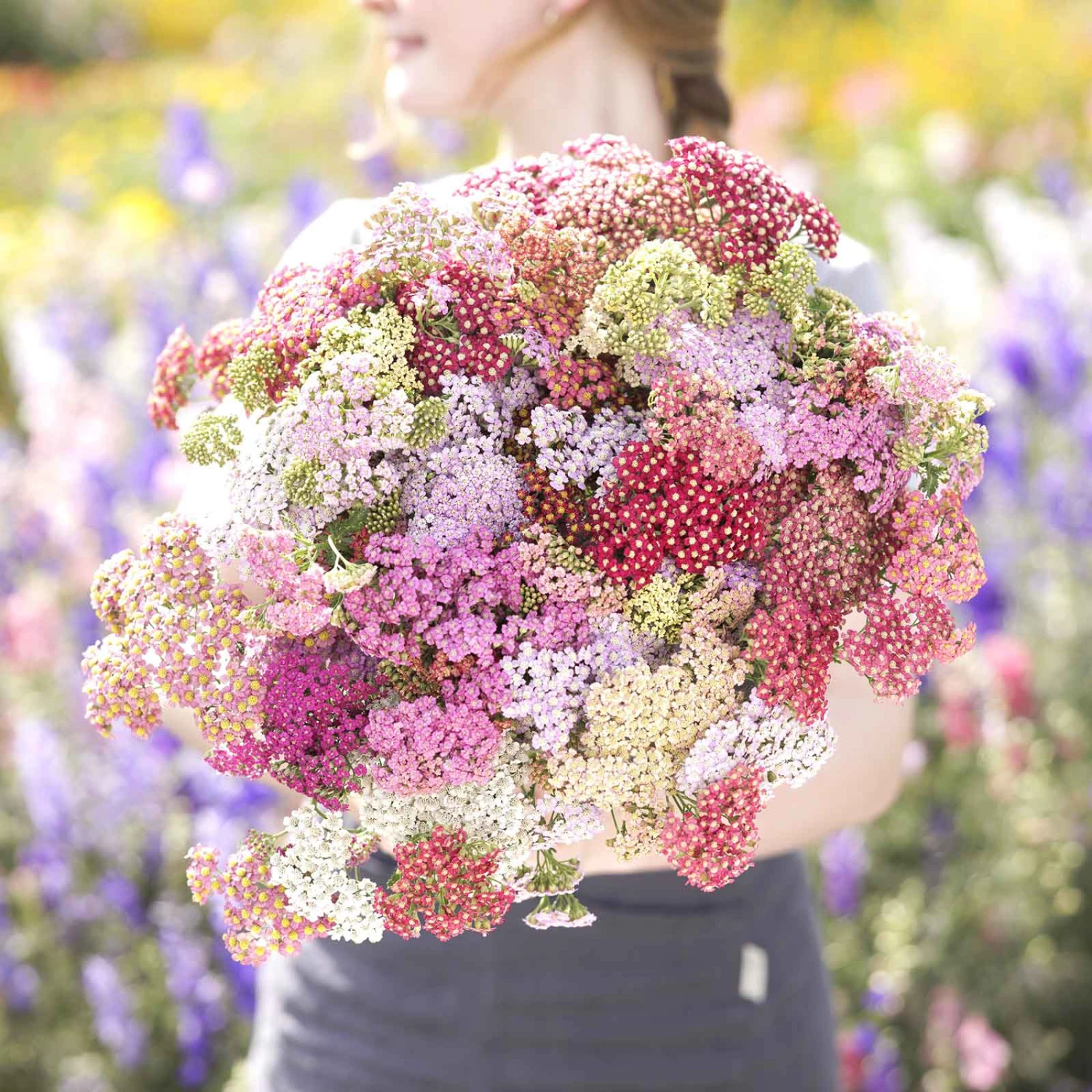 Summer Pastels Yarrow Roots - Fragrant Perennial Garden Plants 2 Summer Pastels Yarrow Roots - Fragrant Perennial Garden Plants - Image 2