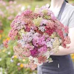 Summer Pastels Yarrow Roots - Fragrant Perennial Garden Plants