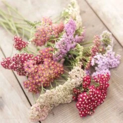 Summer Pastels Yarrow Roots - Fragrant Perennial Garden Plants 7 Summer Pastels Yarrow Roots - Fragrant Perennial Garden Plants -Eden Brothers Shop yarrow summer pastels mix mac 3