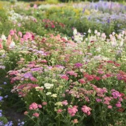 Summer Pastels Yarrow Roots - Fragrant Perennial Garden Plants 8 Summer Pastels Yarrow Roots - Fragrant Perennial Garden Plants -Eden Brothers Shop yarrow summer pastels mix mac 4