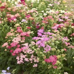 Summer Pastels Yarrow Roots - Fragrant Perennial Garden Plants 9 Summer Pastels Yarrow Roots - Fragrant Perennial Garden Plants -Eden Brothers Shop yarrow summer pastels mix mac 5