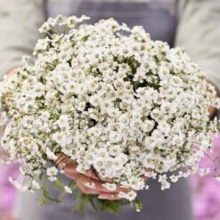 Yarrow Seeds - The Pearl