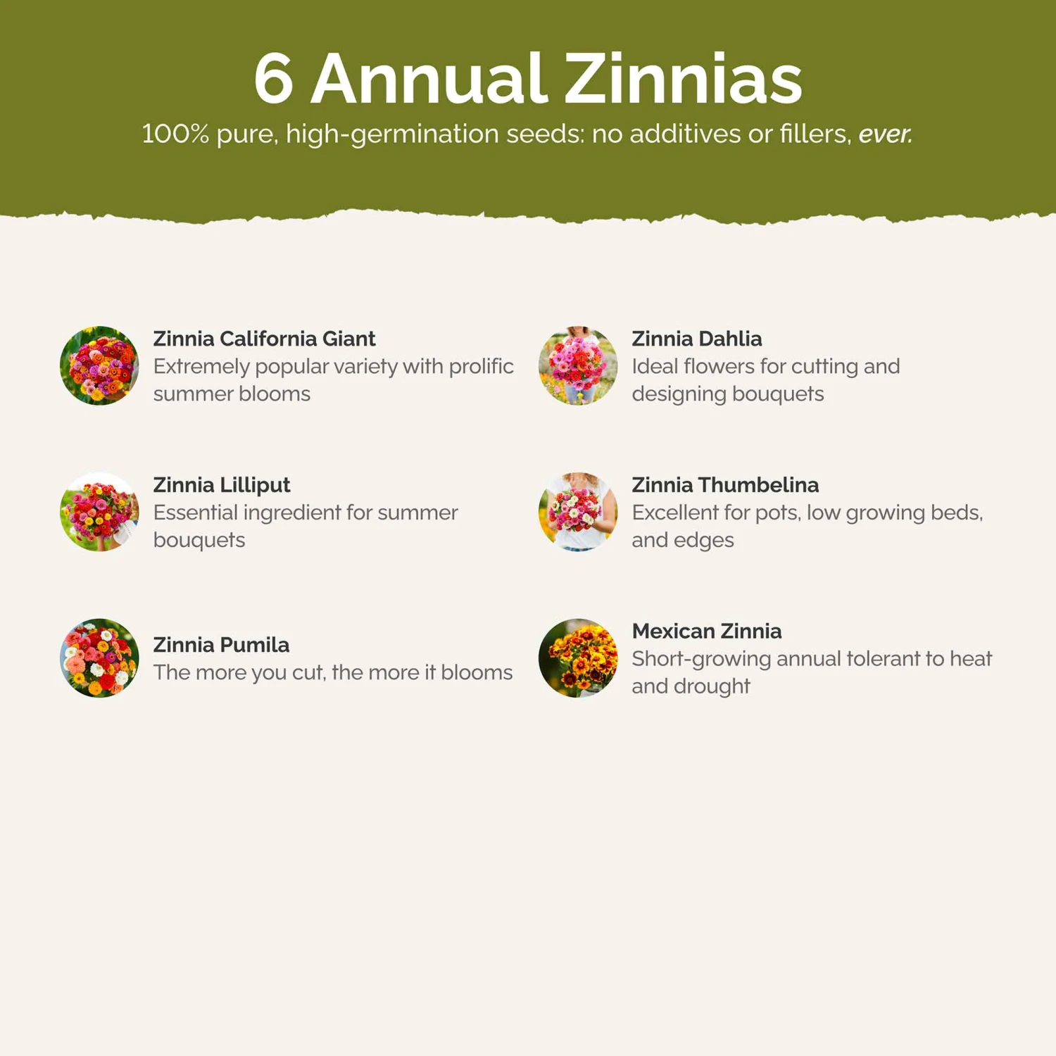 Zin Master - Zinnia Flower Seed Mix 4 Zin Master - Zinnia Flower Seed Mix - Image 4