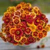 Aztec Mix Zinnia Seeds - Vibrant Bi-Color Layered Blooms