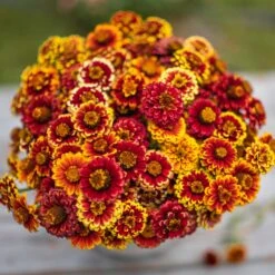 Aztec Mix Zinnia Seeds - Vibrant Bi-Color Layered Blooms