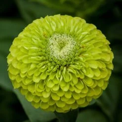 Benary's Giant Lime Zinnia Seeds - Unique Chartreuse Blooms