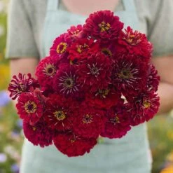 Benary's Giant Scarlet Zinnia Seeds - Vibrant Red Double Blooms