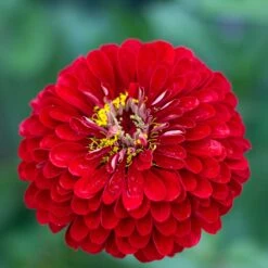 Benary's Giant Scarlet Zinnia Seeds - Vibrant Red Double Blooms -Eden Brothers Shop zinnia benary giant scarlet shk 2