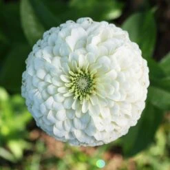 Zinnia Seeds - Benary's Giant White