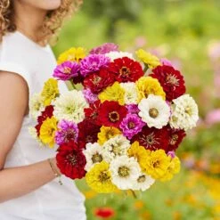 Zinnia Seeds - Benary's Giant Mix 6 Zinnia Seeds - Benary's Giant Mix -Eden Brothers Shop zinnia benary mix mac 3