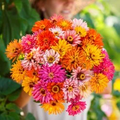 Zinnia Seeds - Burpeeana Giants Mix