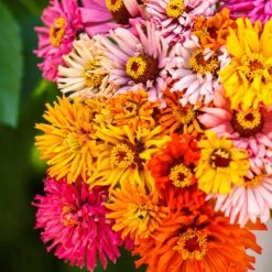 Zinnia Seeds - Burpeeana Giants Mix -Eden Brothers Shop zinnia burpeeana giants mix mac 3