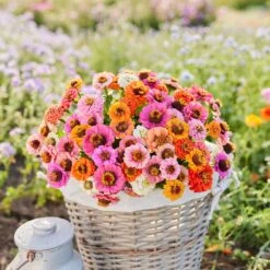 Zinnia Seeds (Dwarf) - Button Box Mix