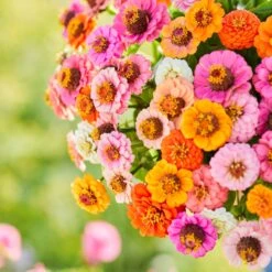 Zinnia Seeds (Dwarf) - Button Box Mix 6 Zinnia Seeds (Dwarf) - Button Box Mix -Eden Brothers Shop zinnia button box mix mac 4