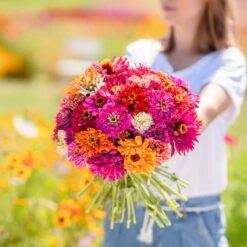 Zinnia Seeds - Cactus Flowered Mix