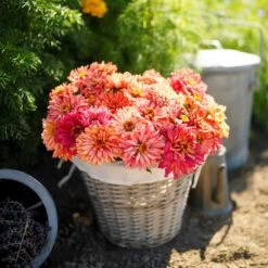 Zinnia Seeds - Cactus Pink Shades