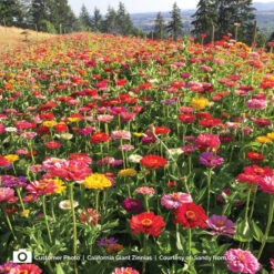 Zinnia Seeds - California Giants Mix 9 Zinnia Seeds - California Giants Mix -Eden Brothers Shop zinnia california giants cp 5