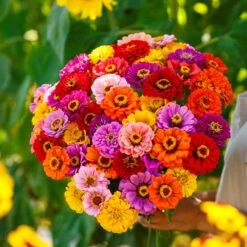 Zinnia Seeds - California Giants Mix