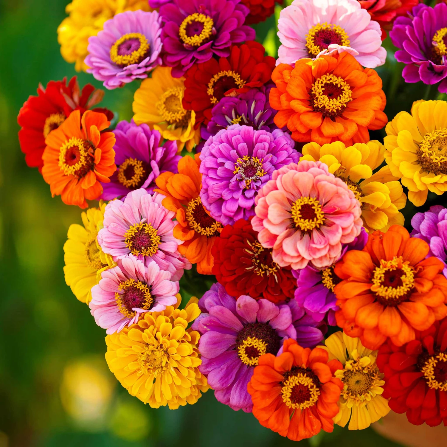 Zinnia Seeds - California Giants Mix 2 Zinnia Seeds - California Giants Mix - Image 2