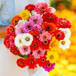 Zinnia Seeds - California Giants Mix 8 Zinnia Seeds - California Giants Mix -Eden Brothers Shop zinnia california giants mac 3